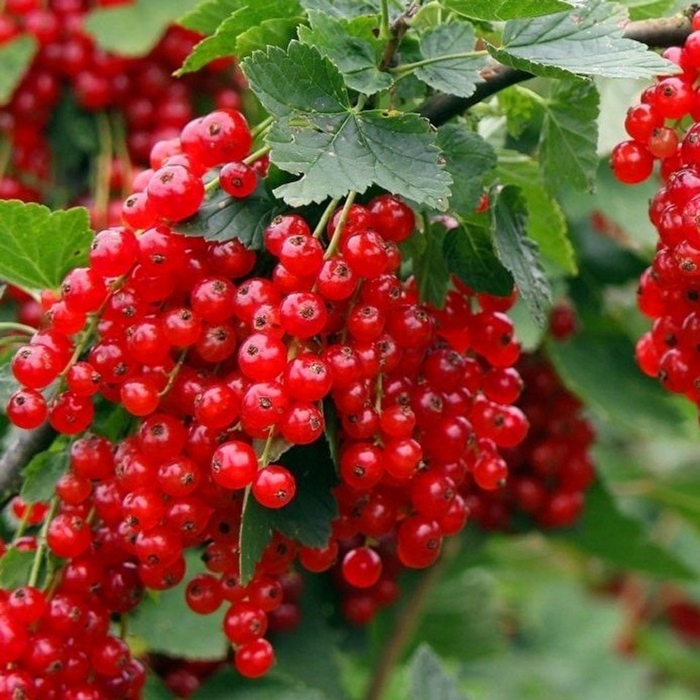 Смородина Ролан красная