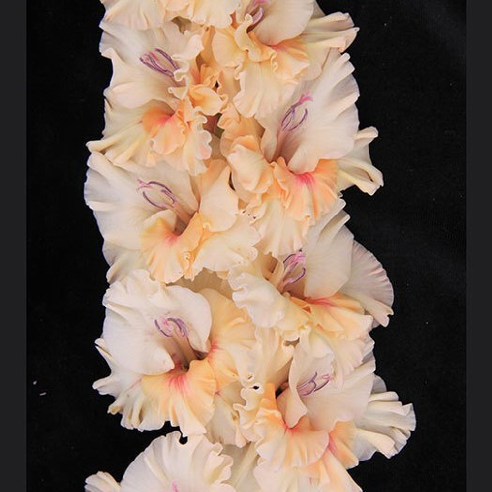 Гладиолус крупноцветковый София