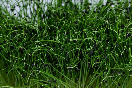 Микрозелень Лук