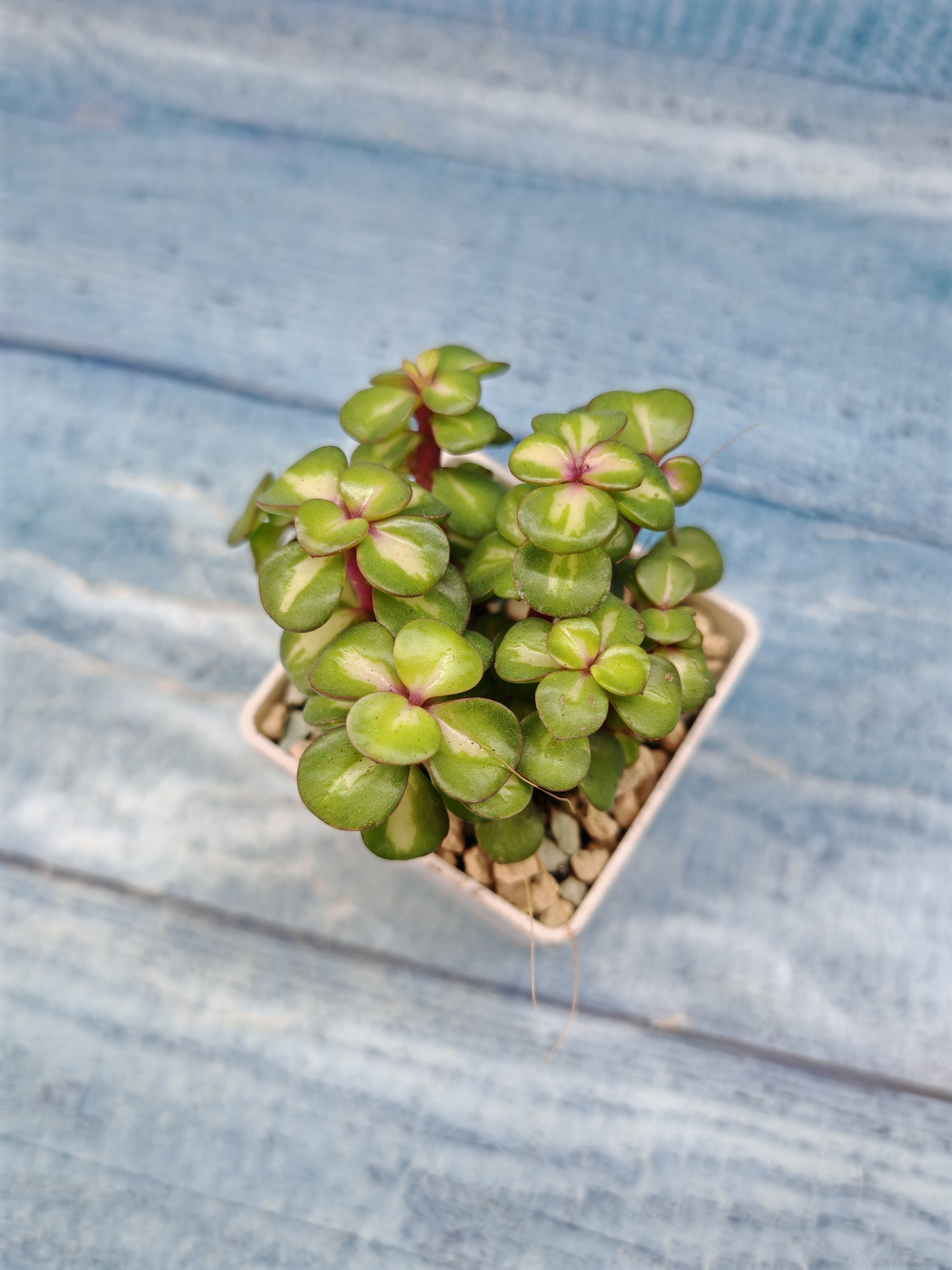 Portulacaria Afra Mediopicta (Портулакария)