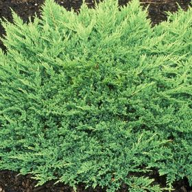 Можжевельник горизонтальный