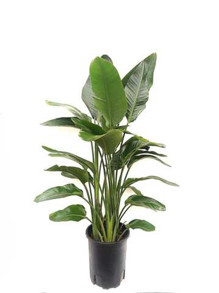 Стрелиция Николай