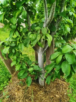 Краска для побелки садовых деревьев ЯРКО САДОВОД, белая матовая, 2,5 кг