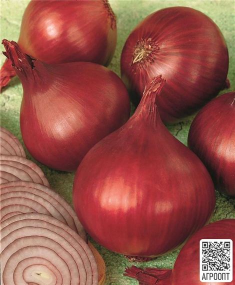 РЕД БАРОН семена лука репчатого (Bejo | Alexagro)