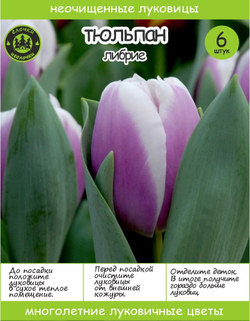 Тюльпан Луковица, Либрие, 6+шт
