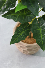 Алоказия 100 см.