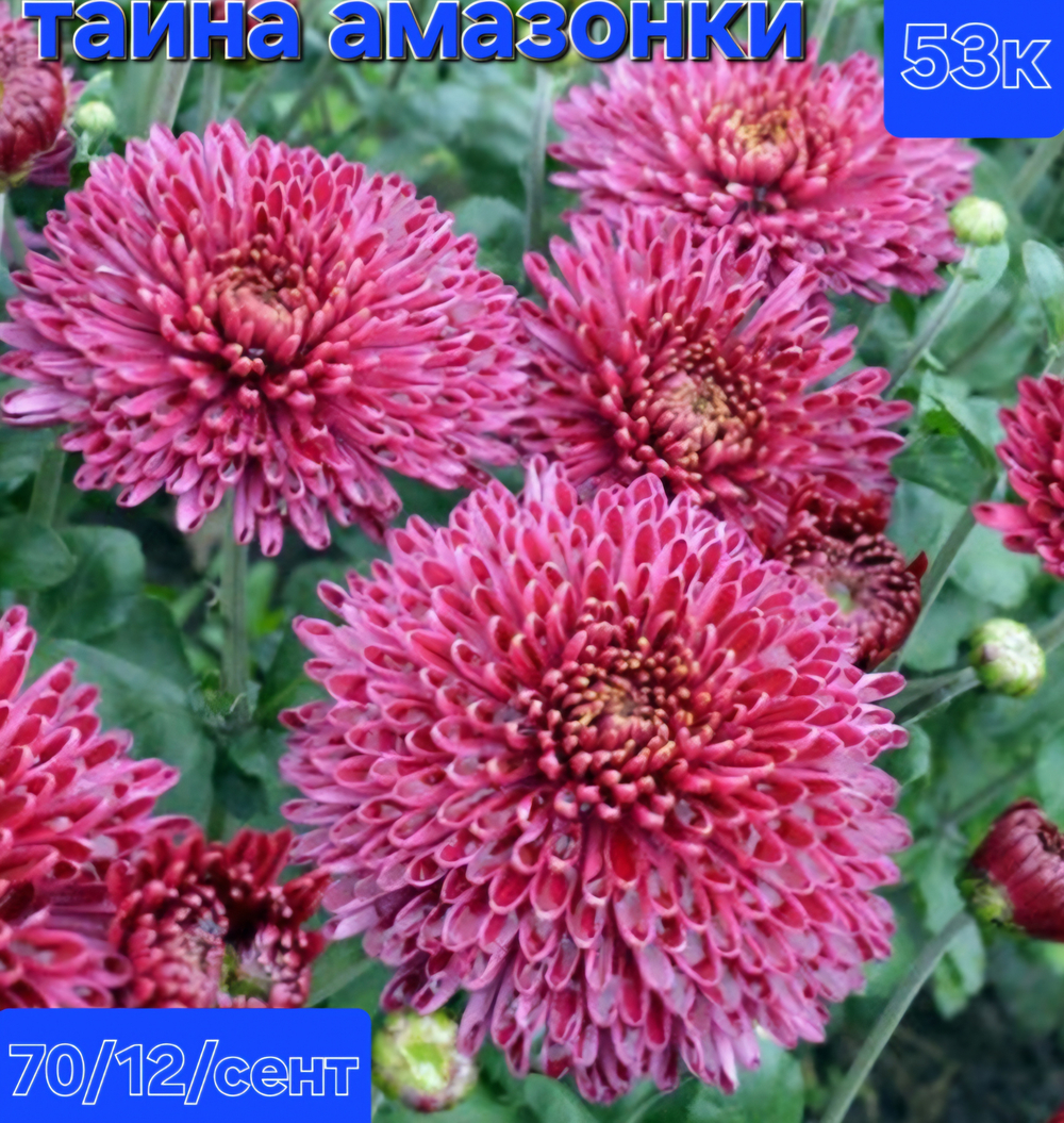 САЖЕНЦЫ ХРИЗАНТЕМЫ КОРЕЙСКАЯ ТАЙНА АМАЗОНКИ №53