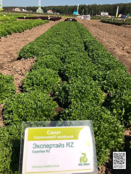 ЭКСПЕРТАЙЗ семена салата (Rijk Zwaan | Alexagro) – фото 6
