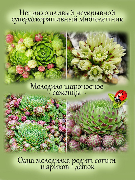 Молодило шароносное каменная роза многолетник