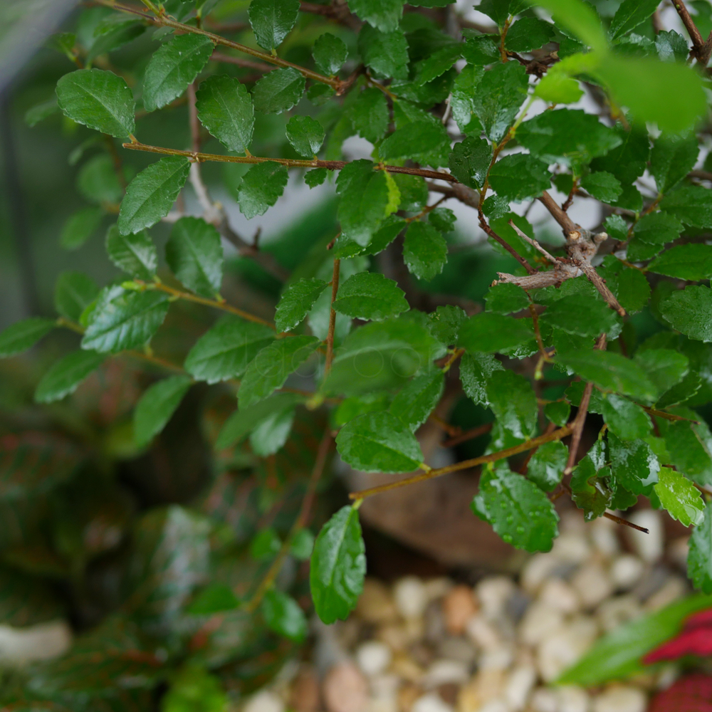 Готовый флорариум бонсай Японский вяз Бонсариум XL с озером