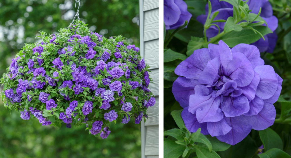 ЕВРО Petunia TUMBELINA COMPACT Sophia неукор черенок ноябрь 2025