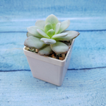 Echeveria Laiu hybride (Эхеверия)