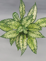 Аглаонема Уайт Даймонд 15/35