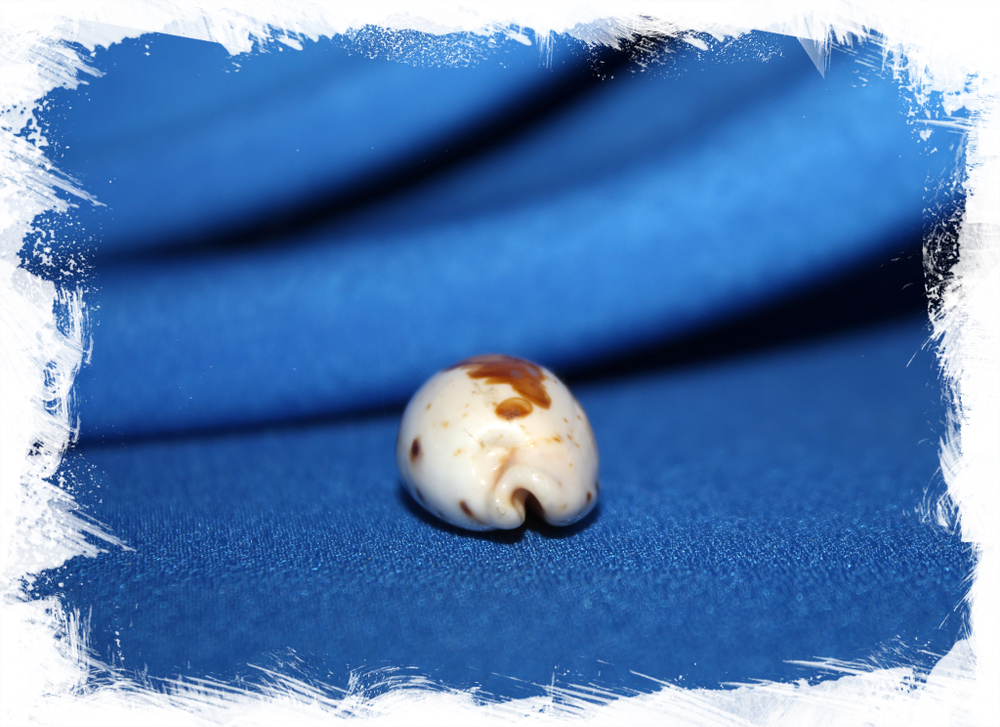 Ципрея саули (Cypraea saulae) большая