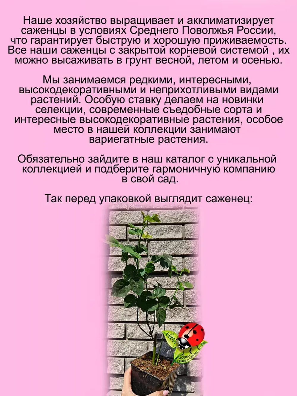Роза Мими Эден спрей букетная