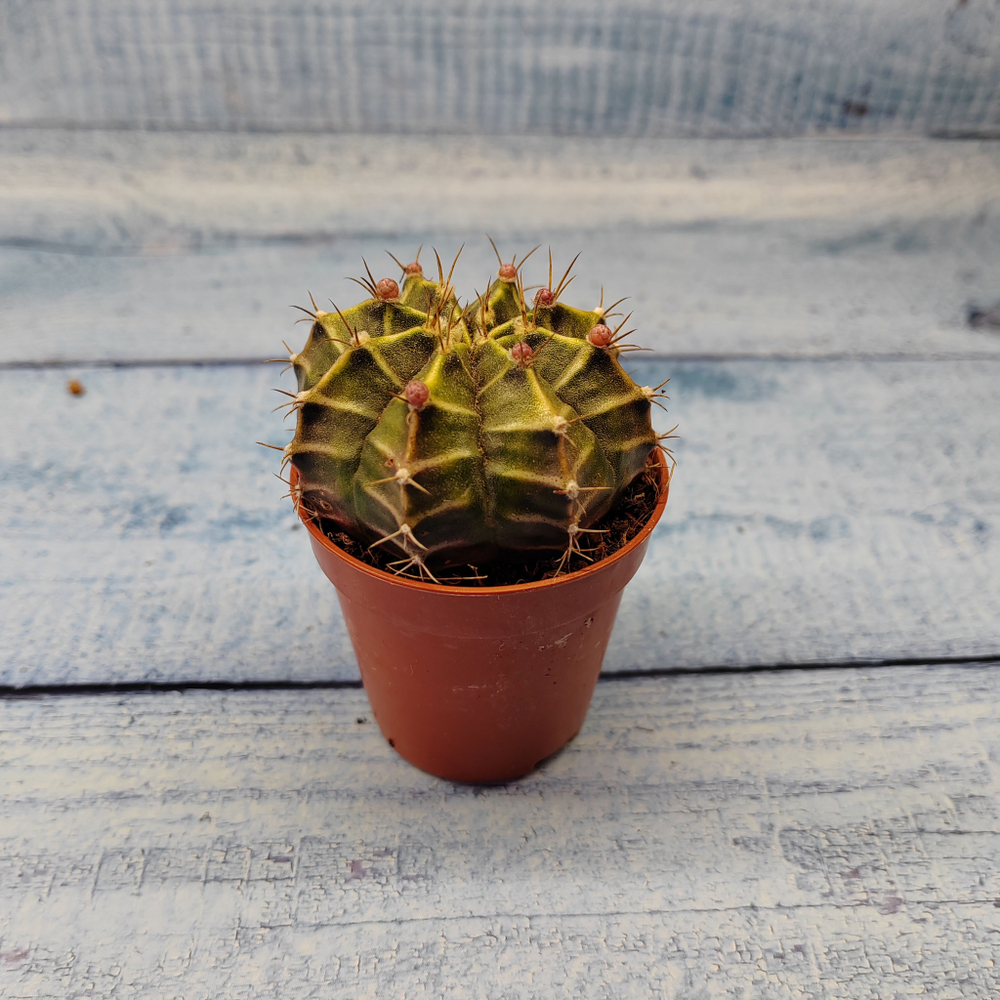 Gymnocalycium Friedrichii (Гимнокалициум)