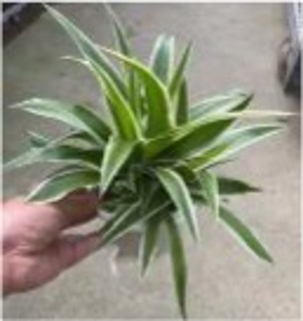 Хлорофитум Variegatum д.12