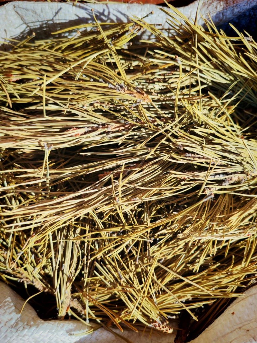 Сосновая хвоя с лапкой Алтай(мешок 8-10кг)
