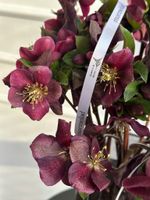 Хелеборус бордовый