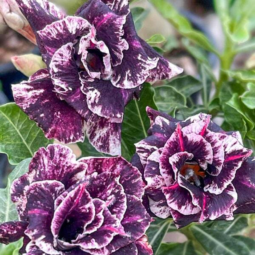 Адениум ILON MASK