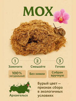 Мох Сфагнум