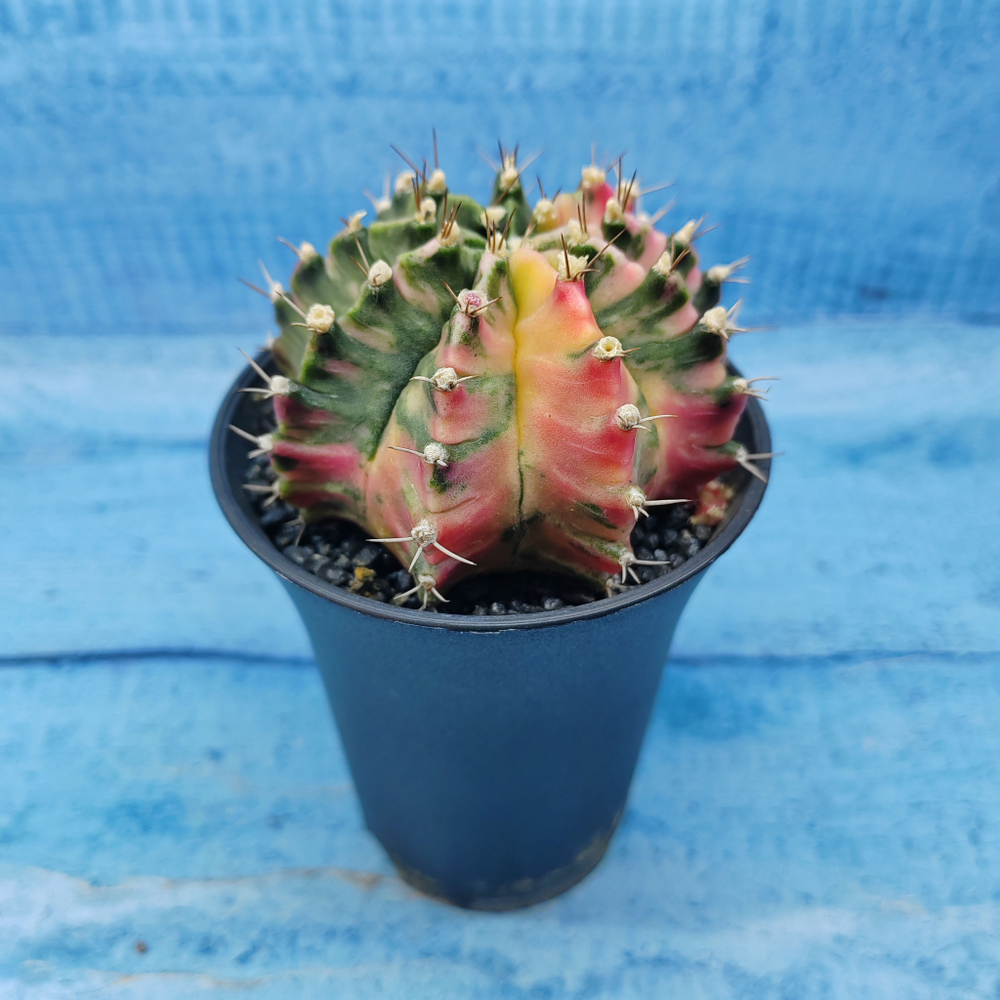 Gymnocalycium Variegata (Гимнокалициум Вариегатный)