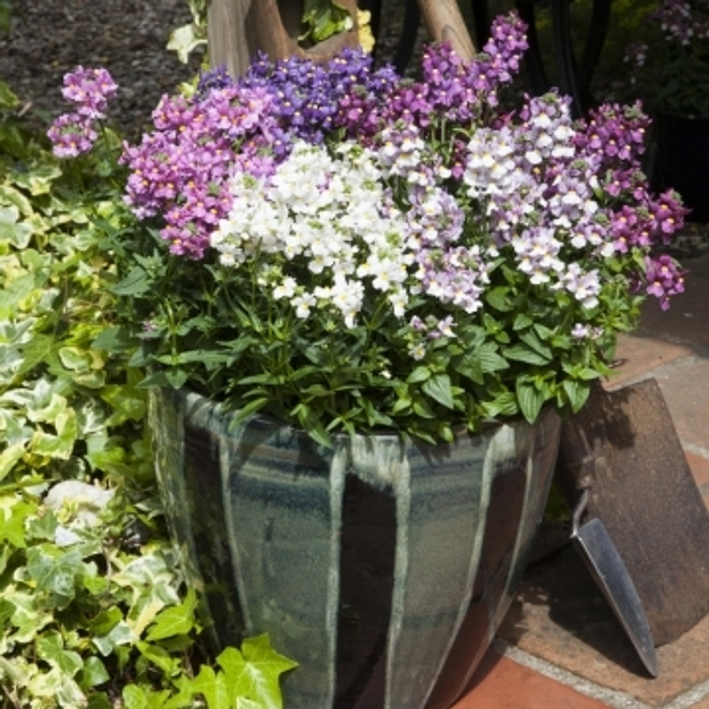 Немезия Севен Хевен Формула Микс (50др) Витагрин Профи