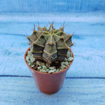 Gymnocalycium Friedrichii (Гимнокалициум)