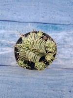 Euphorbia meloformis f. Variegated (Эуфорбия вариегатная)