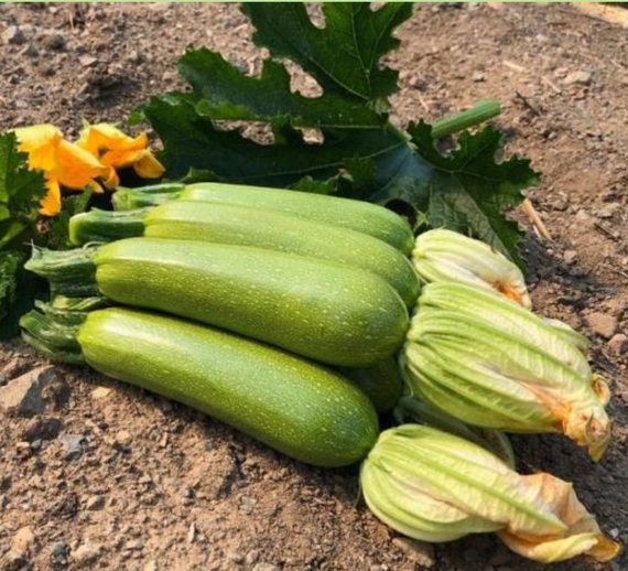 Балхаш F1 семена кабачка (Sakata / Саката) – фото 1