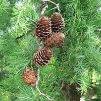 Лиственница