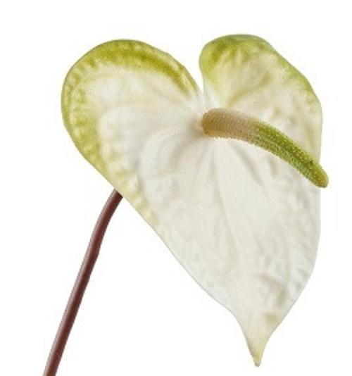 Антуриум бело-зелёный