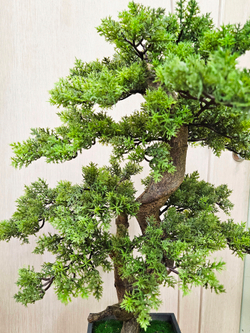 Бонсай Кедр 65см в кашпо Лофт Нео