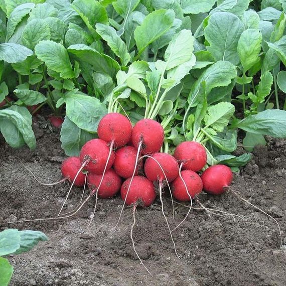 РЕБЕЛ семена редиса Bejo купить