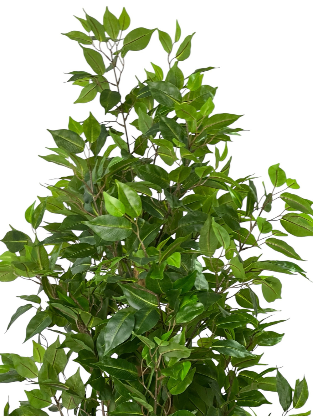 Фикус Бенджамина Новый 180 см.