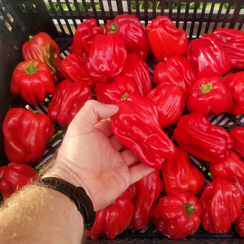 Креольская Чилтома Сладкий Перец для Сальсы