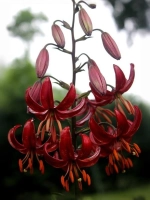 Лилия Клауди Шрайд (Мартагон-гибрид)