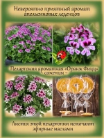 Пеларгония Оранж Фицц аромат апельсиновых леденцов