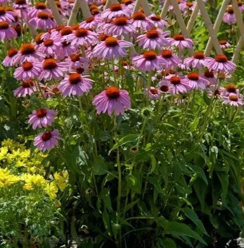 Эхинацея "Bravado Rose"