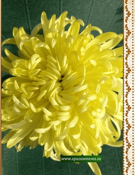 Golden Phil Houghton  крупноцветковая хризантема. ☘  ан 92   (временно нет в наличии)