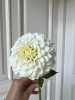 Георгина в белом оттенке