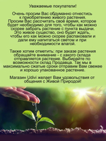 Седум очиток Шоколад