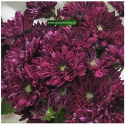 Хризантема мультифлора Meridian Purple м. 190 (временно нет в наличии)