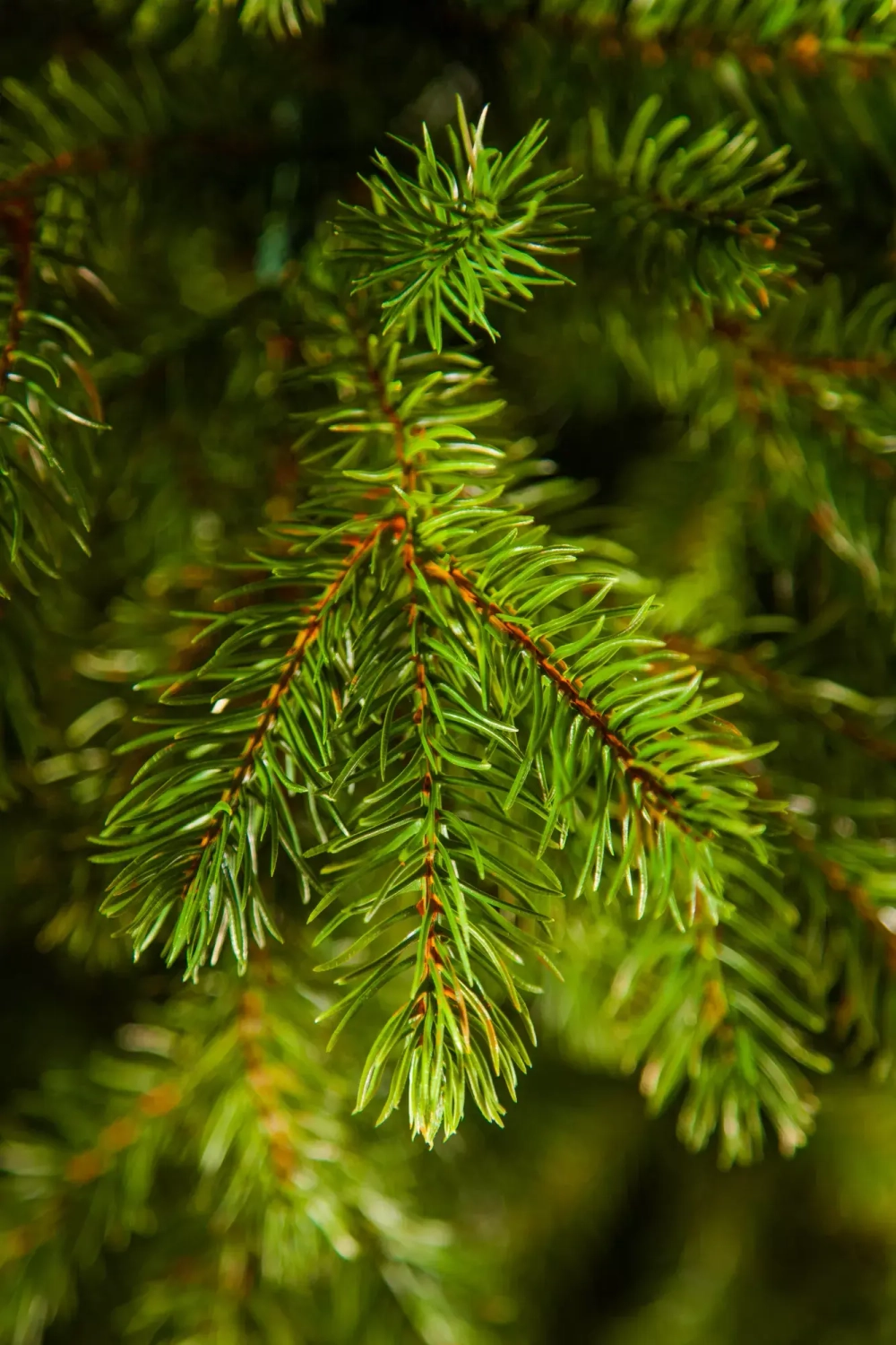 Можжевельник 215 см., зеленый, литая хвоя+пвх, Triumph Tree (72046)