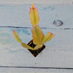 Schlumbergera Lavender Beauty (Декабрист)