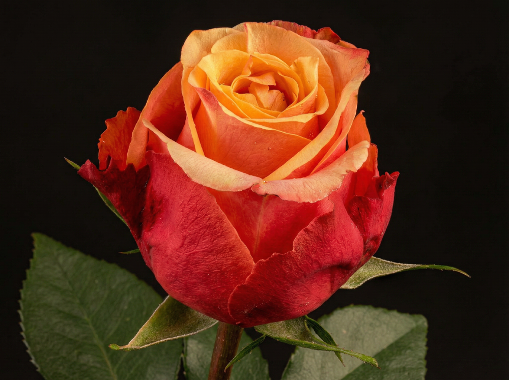 Роза «Черри Бренди» (Cherry Brandy) чайно-гибридная