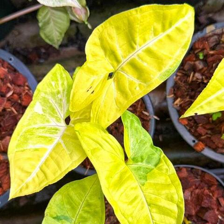 Сингониум LIME SODA VAR