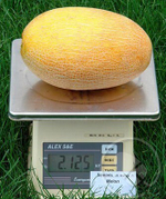 Самит F1 семена дыни (Seminis / Семинис)