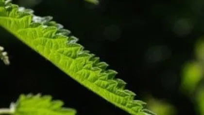 Крапива двудомная