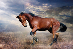 Коллекция Животные